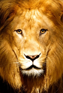 63 lion